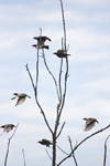 European Starlings 4041